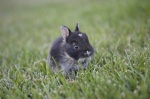Rabbit Owners: HELLLLLP!!!