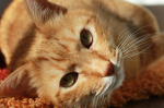 Smart Tips To Help Manage Your Cat’s Weight
