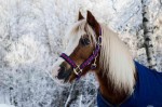 5 Ways To Better Animal Health During Winter
