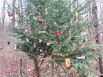 Surprise Christmas Trees
